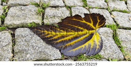 Image, Stock Photo Cobblestone with moss, autumnal