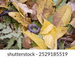 Vibrant autumn leaves scattered on ground. Autumn Fallen Forest Leaves Background. Two slugs in the center . High quality photo