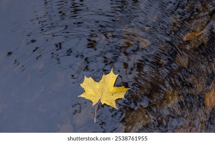 A vibrant autumn maple leaf floats gracefully on a muddy puddle capturing the serene essence of a crisp fall day in nature. - Powered by Shutterstock