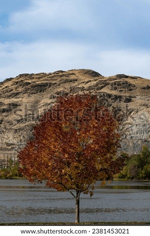 Vibrant autumn maple tree surrounded by the Columbia River, hills and autumn foliage.
