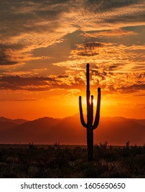 Vibrant AZ sunrise with lone Lone Saguaro Cactus Silhouette and sunrays near Phoenix.
