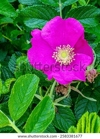 Similar – Image, Stock Photo Dog rose in full bloom