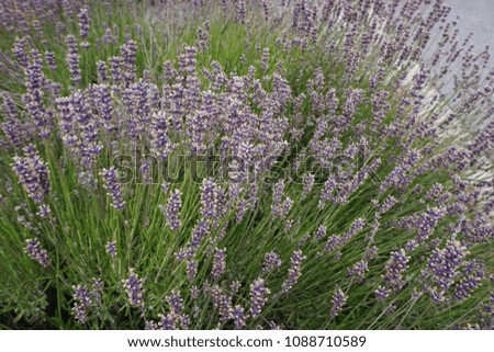 Similar – #A# Lavender sun