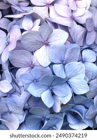 Hortensias vibrantes florecientes en