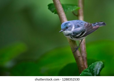 A vibrant blue Cerulean Warbler perched on a branch in soft overcast light with wet leaves and a smooth green background. - Shutterstock ID 1288352530
