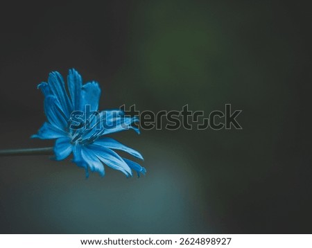 Vibrant Blue Chicory Flower with Negative Space
