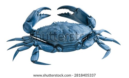 Vibrant blue crab with sharp claws and textured shell