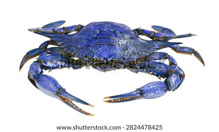 Vibrant blue crab with sharp claws and textured shell