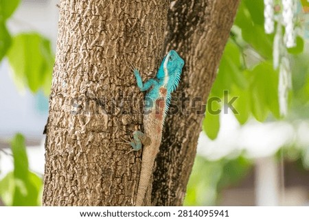 Vibrant Blue crested Lizard Climbing on Tree Trunk