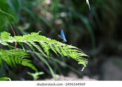 A vibrant blue dragonfly perched on a lush green fern leaf, set against a blurred natural background, highlighting the beauty of nature.
 - Powered by Shutterstock