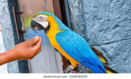 A vibrant blue and gold macaw, perched elegantly, is being hand-fed a nut. The colorful bird showcases its stunning plumage, avian interaction and trust in a tourism attraction.