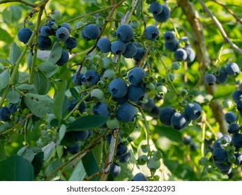 A vibrant blue huckleberry bush displaying clusters of ripening blueberries in a well-tended garden - Powered by Shutterstock