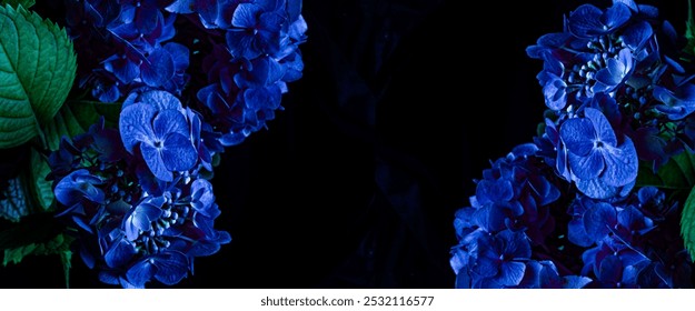 Flores hortensia azul vibrante