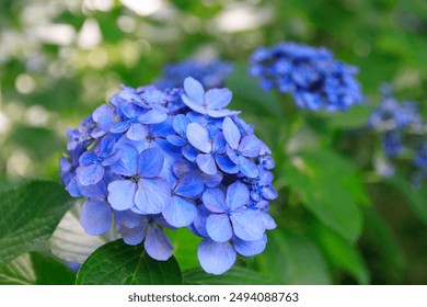 Vibrant Blue Hydrangea in Full Bloom Close Up - Powered by Shutterstock