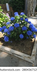 Vibrant blue hydrangeas blooming in a structured garden bed in summer.