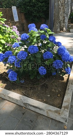 Vibrant blue hydrangeas blooming in a structured garden bed in summer.