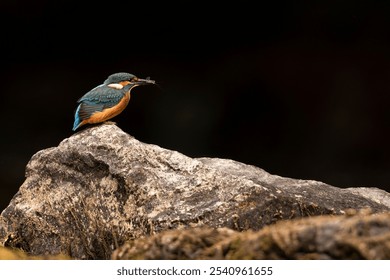 A vibrant blue kingfisher bird perched atop a grey rock - Powered by Shutterstock