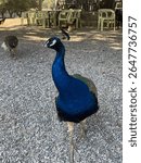 A vibrant blue peacock standing on gravel in an outdoor setting with green plastic chairs and other birds in the background.