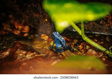 A vibrant blue poison dart frog sits on a leaf in a lush rainforest environment. The frog's bright blue skin with black spots contrasts with the earthy tones of the forest floor - Powered by Shutterstock