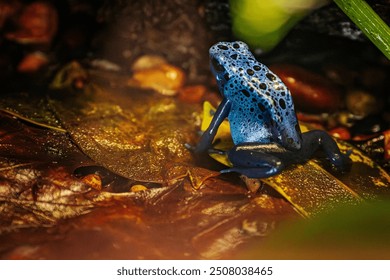 A vibrant blue poison dart frog sits on a leaf in a lush rainforest environment. The frog's bright blue skin with black spots contrasts with the earthy tones of the forest floor - Powered by Shutterstock