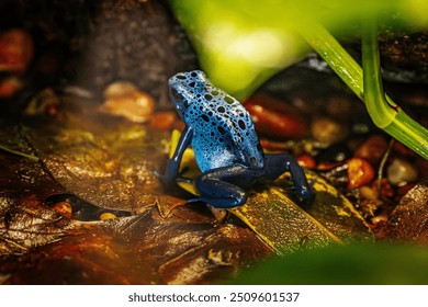 A vibrant blue poison dart frog sits on a leaf in a lush rainforest environment. The frog's bright blue skin with black spots contrasts with the earthy tones of the forest floor - Powered by Shutterstock