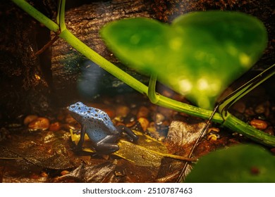 A vibrant blue poison dart frog sits on a leaf in a lush rainforest environment. The frog's bright blue skin with black spots contrasts with the earthy tones of the forest floor - Powered by Shutterstock