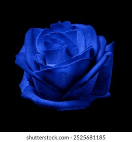 Vibrant blue rose on a black background. The blue rose stands out with its vivid color. Blue rose petals create a striking contrast. Elegant blue rose close-up. - Powered by Shutterstock