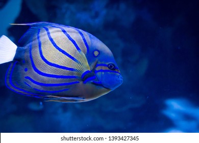 Vibrant blue striped angel fish