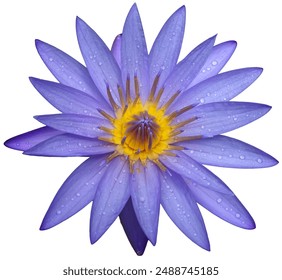 vibrant blue water lily with yellow center detailed petals macro photography high resolution isolated on a white background - Powered by Shutterstock