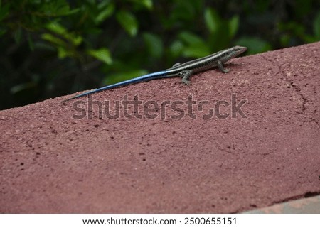 Similar – Foto Bild Schwanz der Eidechse in weiblichen Händen.schöne Reptil.exotische tropische Tiere Konzept