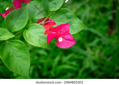 A vibrant bougainvillea blossom, its papery bracts radiating a burst of fiery red