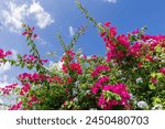 Vibrant bougainvillea flowers burst with pink hues, intertwined with delicate plumbago blooms under a clear blue sky, creating a stunning natural spectacle