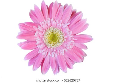 Flower White Background Images, Stock Photos & Vectors | Shutterstock