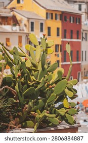 Vibrant cacti thrive in the foreground, showcasing their thick pads and blooming flowers while colorful buildings stand proudly in the background, reflecting a serene seaside atmosphere.