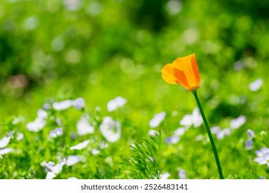 Vibrant California poppies blooming amidst the greenery - Powered by Shutterstock