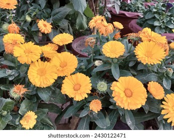 A vibrant and cheerful display of yellow flowers creates a lively background, evoking feelings of warmth and positivity. The blossoms form a harmonious tapestry, radiating brightness and adding a touc