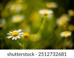 Vibrant close up photo of wild plants showcasing natural beauty and texture using a Leica Noctilux. Captures a dreamy and blurred background effect highlighting delicate details.