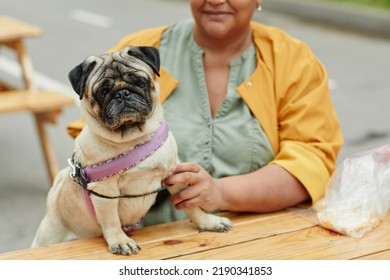 Vibrant Close Up Portrait Of Cute Pug Dog In Outdoor Cafe With Senior Owner, Copy Space