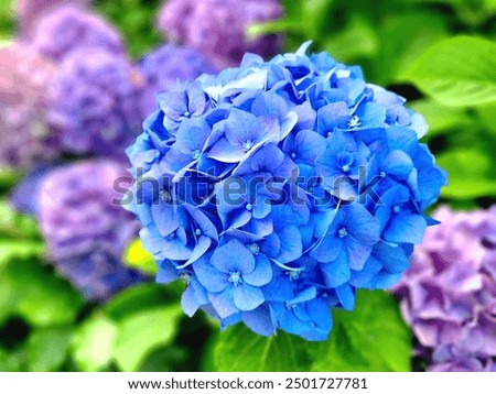 
A vibrant close-up of a blue hydrangea in full bloom, with soft focus on purple hydrangeas and green leaves in the background, highlighting the intricate petals and vivid colors.