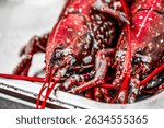 Vibrant close-up of freshly prepared European Lobsters (Homarus gammarus) piled in a metal tray, showcasing their rich red and brown shells. Ideal for culinary, seafood, and gourmet themes.