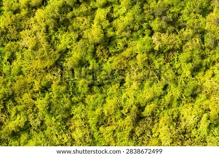Vibrant close-up macro background texture of soft bright green reindeer moss and natural forest lichens showing intricate organic spongy botanical surface patterns.