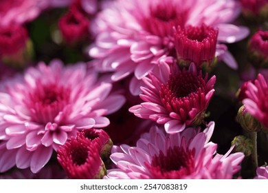 A vibrant close-up photo showcases a cluster of pink chrysanthemums in full bloom. The petals display a gradient of soft pink hues, with deep magenta centers. - Powered by Shutterstock