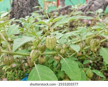 A vibrant close-up of physalis plants in a natural outdoor setting. The green leaves and distinctive lantern-shaped fruits highlight the beauty of nature - Powered by Shutterstock