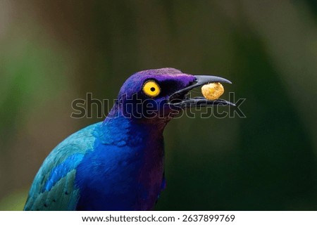 A vibrant close-up of a Purple starling with a striking yellow eye holding a small snack in its beak
