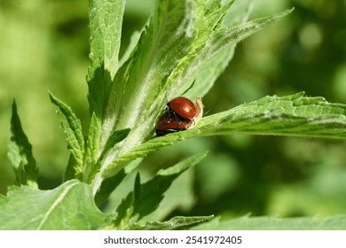 A vibrant close-up shot of two ladybugs mating on a lush, green plant - Powered by Shutterstock