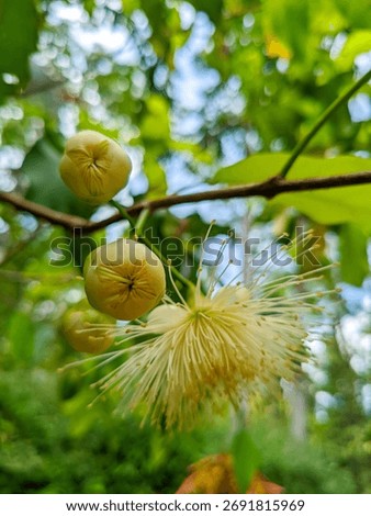 A vibrant close-up and vertical shot capturing the delicate beauty of a tropical flower, likely the blossom of a Water Apple (Syzygium samarangense or Syzygium aqueum)