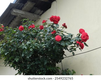 A vibrant close-up view of a blooming red rose with dewdrops on its petals - Powered by Shutterstock