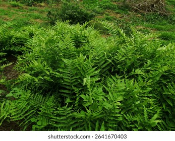 A vibrant close-up view of a lush patch of green ferns growing in a natural, wild setting. The fronds are healthy and verdant, creating a rich texture across the frame, with glimpses of other green ve