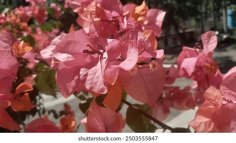 A vibrant cluster of pink bougainvillea flowers, bathed in warm sunlight. The delicate petals and intricate details are captured in stunning clarity. - Powered by Shutterstock