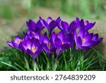 Vibrant cluster of purple crocus Ruby Giant  flowers blooming in grassy area, their bright petals and orange stamens adding splash of color to green surroundings